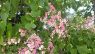 Antigonon guatimalense