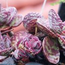 Kalanchoe marmorata