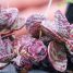 Kalanchoe marmorata