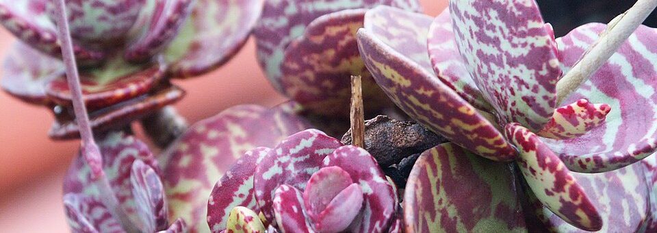 Kalanchoe marmorata