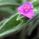 Tradescantia sillamontana
