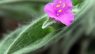 Tradescantia sillamontana