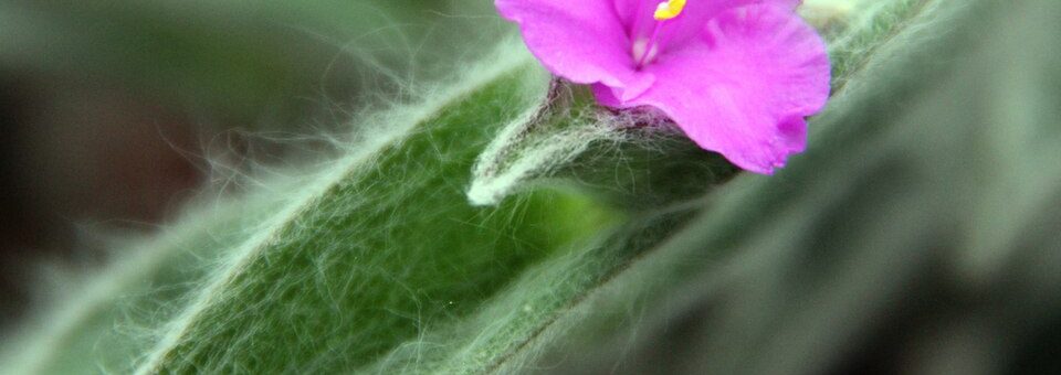 Tradescantia sillamontana