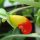 Impatiens niamniamensis