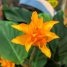 Calathea crocata