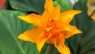 Calathea crocata