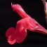Salvia greggii