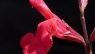Salvia greggii