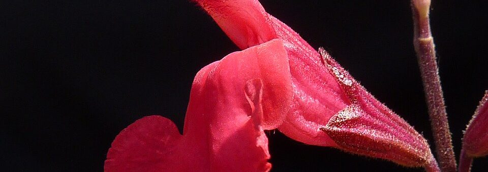 Salvia greggii