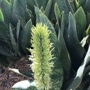 Dracaena masoniana