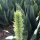 Dracaena masoniana