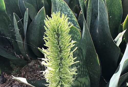 Dracaena masoniana