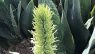 Dracaena masoniana