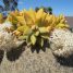 Sedum nussbaumerianum