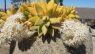 Sedum nussbaumerianum