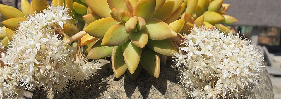 Sedum nussbaumerianum