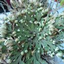 Selaginella lepidophylla