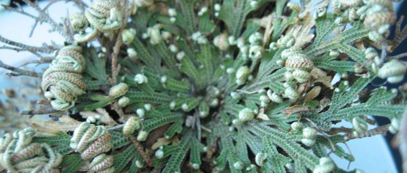 Selaginella lepidophylla