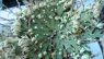 Selaginella lepidophylla
