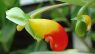 Impatiens niamniamensis