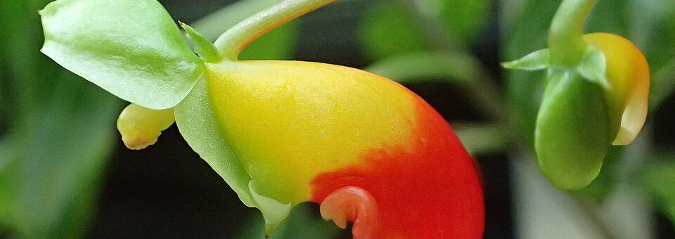 Impatiens niamniamensis