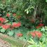 Clerodendrum japonicum
