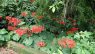 Clerodendrum japonicum