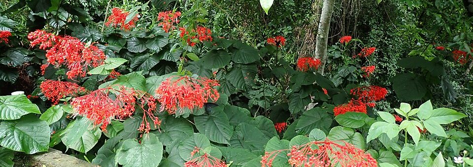 Clerodendrum japonicum