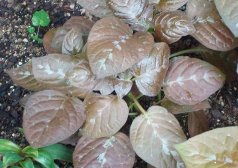 Pseuderanthemum alatum