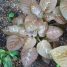 Pseuderanthemum alatum