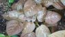 Pseuderanthemum alatum