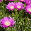 Carpobrotus edulis