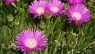 Carpobrotus edulis