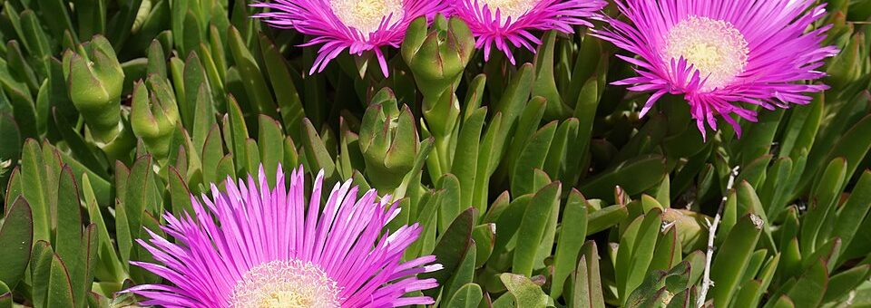 Carpobrotus edulis