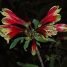 Alstroemeria psittacina