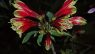 Alstroemeria psittacina