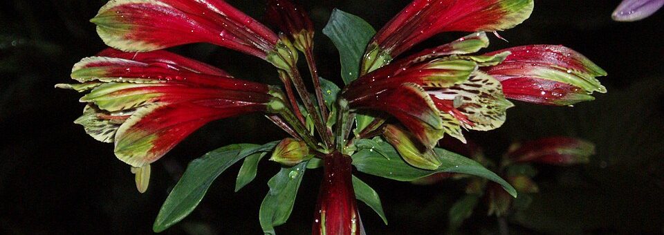 Alstroemeria psittacina
