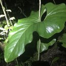 Anthurium brownii