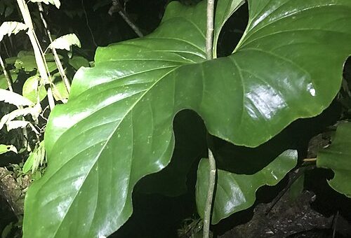 Anthurium brownii