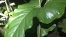 Anthurium brownii