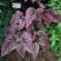 Begonia brevirimosa
