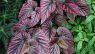 Begonia brevirimosa