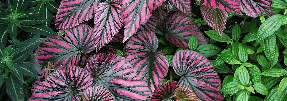 Begonia brevirimosa