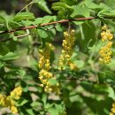 Berberis koreana