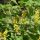 Berberis koreana