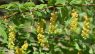 Berberis koreana