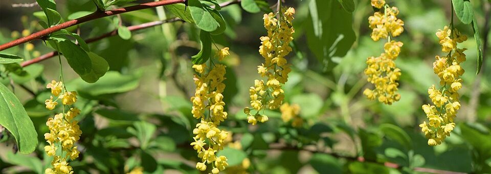 Berberis koreana