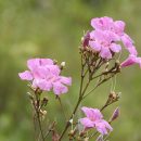 Fridericia platyphylla