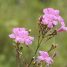 Fridericia platyphylla