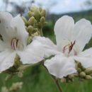 Fridericia florida